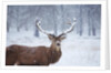 Snowy antlers by Anonymous