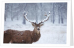 Snowy antlers by Anonymous