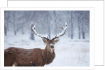 Snowy antlers by Anonymous
