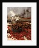 Star anise and red pepper corns around a rustic mason jar by Anonymous