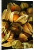 Cape Gooseberry by Anonymous