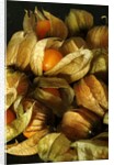 Cape Gooseberry by Anonymous