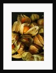Cape Gooseberry by Anonymous