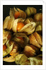 Cape Gooseberry by Anonymous