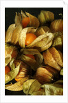 Cape Gooseberry by Anonymous