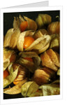 Cape Gooseberry by Anonymous