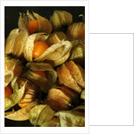 Cape Gooseberry by Anonymous