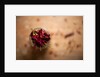 Dried red chillies in a mason jar by Anonymous