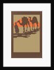 Woodcut of camels and nomad by Anonymous