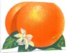 Orange blossoms and fruit by Anonymous