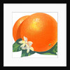 Orange blossoms and fruit by Anonymous