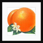 Orange blossoms and fruit by Anonymous