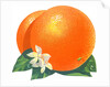 Orange blossoms and fruit by Anonymous