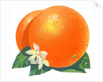 Orange blossoms and fruit by Anonymous