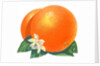 Orange blossoms and fruit by Anonymous