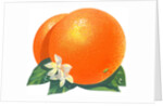 Orange blossoms and fruit by Anonymous