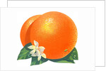 Orange blossoms and fruit by Anonymous
