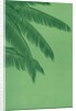 Palm fronds by Anonymous