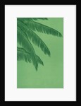 Palm fronds by Anonymous