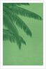 Palm fronds by Anonymous