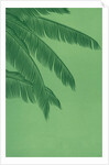 Palm fronds by Anonymous