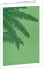 Palm fronds by Anonymous