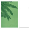 Palm fronds by Anonymous