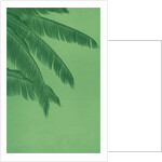 Palm fronds by Anonymous