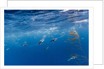 Macaroni Penguins in Diego Ramirez Islands, Chile by Anonymous