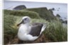 Gray-headed albatross on Diego Ramirez Islands, Chile by Anonymous