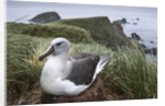 Gray-headed albatross on Diego Ramirez Islands, Chile by Anonymous