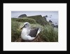 Gray-headed albatross on Diego Ramirez Islands, Chile by Anonymous