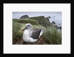 Gray-headed albatross on Diego Ramirez Islands, Chile by Anonymous