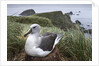 Gray-headed albatross on Diego Ramirez Islands, Chile by Anonymous