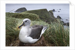 Gray-headed albatross on Diego Ramirez Islands, Chile by Anonymous