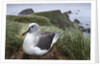 Gray-headed albatross on Diego Ramirez Islands, Chile by Anonymous