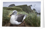 Gray-headed albatross on Diego Ramirez Islands, Chile by Anonymous