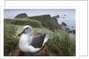 Gray-headed albatross on Diego Ramirez Islands, Chile by Anonymous