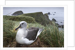Gray-headed albatross on Diego Ramirez Islands, Chile by Anonymous
