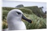 Gray-headed albatross on Diego Ramirez Islands, Chile by Anonymous