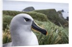 Gray-headed albatross on Diego Ramirez Islands, Chile by Anonymous