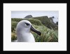 Gray-headed albatross on Diego Ramirez Islands, Chile by Anonymous