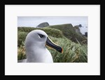 Gray-headed albatross on Diego Ramirez Islands, Chile by Anonymous