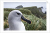 Gray-headed albatross on Diego Ramirez Islands, Chile by Anonymous