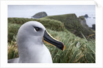 Gray-headed albatross on Diego Ramirez Islands, Chile by Anonymous