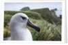 Gray-headed albatross on Diego Ramirez Islands, Chile by Anonymous