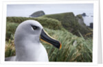 Gray-headed albatross on Diego Ramirez Islands, Chile by Anonymous