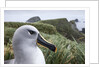 Gray-headed albatross on Diego Ramirez Islands, Chile by Anonymous