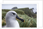 Gray-headed albatross on Diego Ramirez Islands, Chile by Anonymous