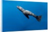 Southern Sea Lion in Diego Ramirez Islands, Chile by Anonymous